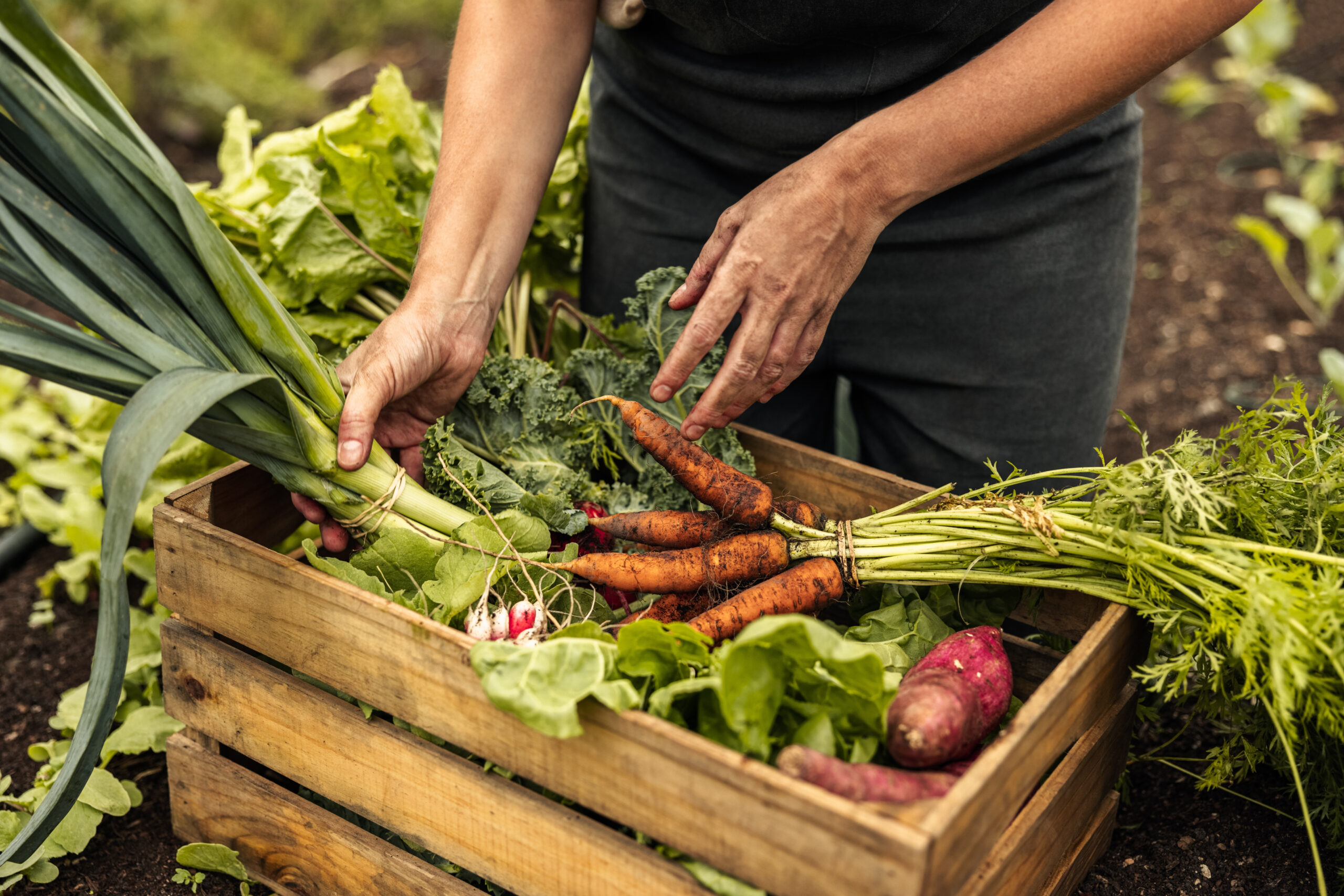 A man gathering vegetables at the sustainable community farm at Newfield in Martin County